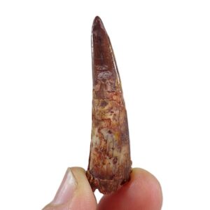 Siroccopteryx moroccensis