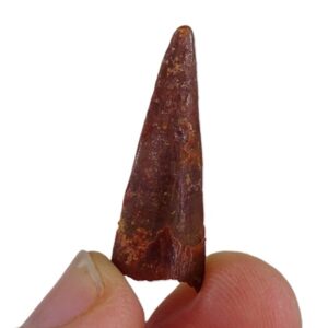 Siroccopteryx moroccensis