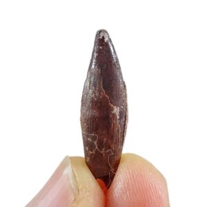 Siroccopteryx moroccensis