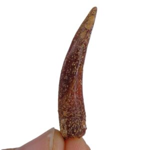 Siroccopteryx moroccensis