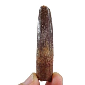 Titanosaurio