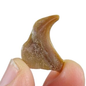 Stephanodus libycus