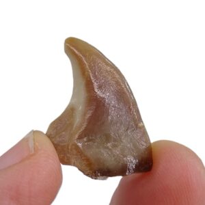Stephanodus libycus