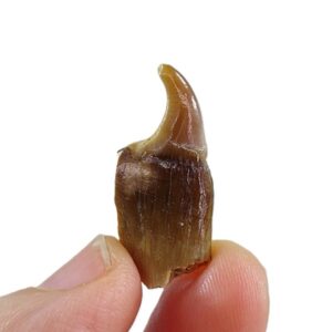 Stephanodus libycus