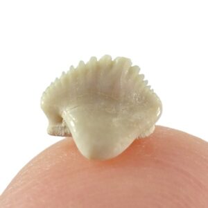 Ginglymostoma sp.