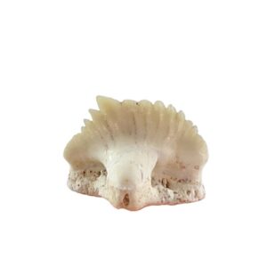 Ginglymostoma sp.