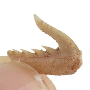 Weltonia ancistrodon