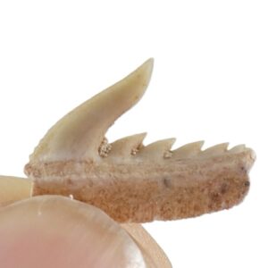 Weltonia ancistrodon  VENDIDO