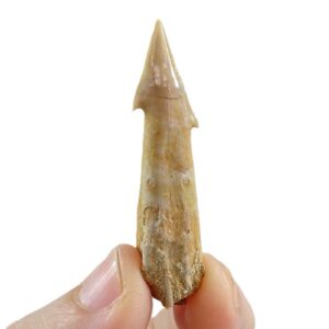 Dalpiazia stromeri