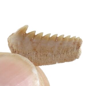 Hexanchus microdon