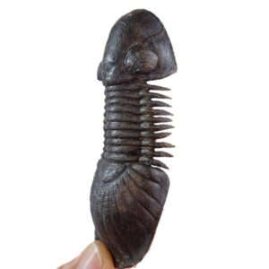 Paralejurus spatuliformis