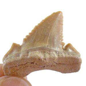 Palaeocarcharodon orientalis
