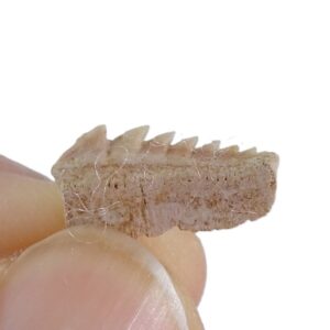 Hexanchus microdon