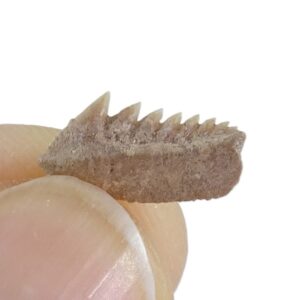 Hexanchus microdon