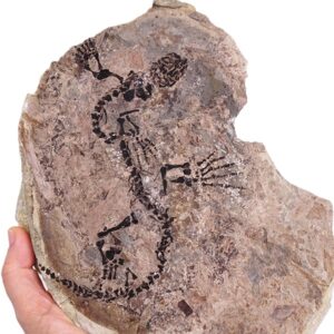 Barasaurus besairiei