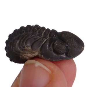 Reedops cephalotes hamlagdadianus