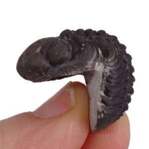 Reedops cephalotes hamlagdadianus