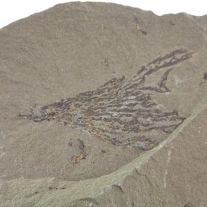 Dictyonema sp.