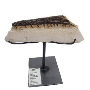 Tethysaurus nopcsai
