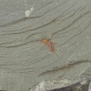 Setapedites abundantis