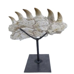 Halisaurus arambourgi