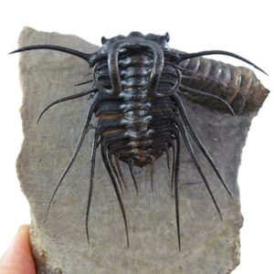 Dicranurus monstrosus