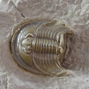 Tropidocoryphe sp.  VENDIDO