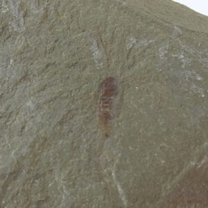 Setapedites abundantis