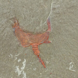 Thoralicystis sp.