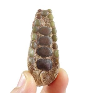 Phacodus punctatus
