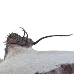 Walliserops trifurcatus