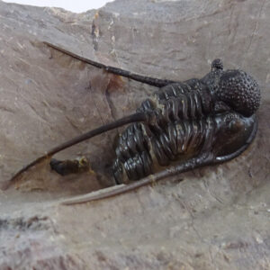 Cyphaspis eberhardiei