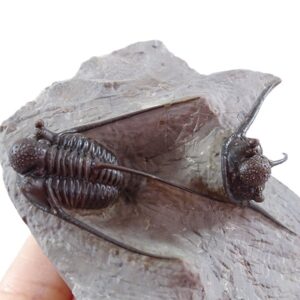 Cyphaspis eberhardiei