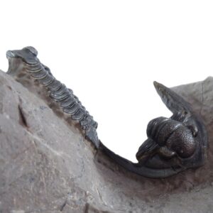 Acastoides zguilmensis y Diademaproetus antatlasius