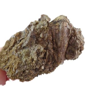 Cryptoschisma schultzii