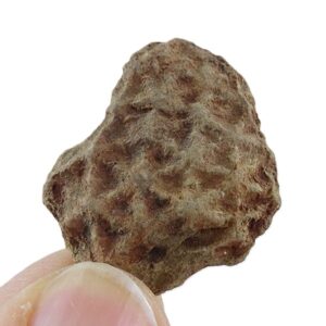 Heliocrinites sp.