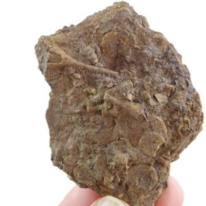 Cryptoschisma schultzii