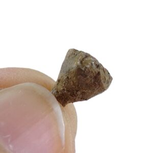 Cryptoschisma schultzii