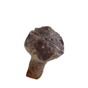 Cryptoschisma schultzii