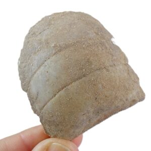 Myliobatis dixoni