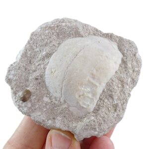 Myliobatis dixoni