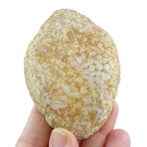 Eodiaphyodus granulosus