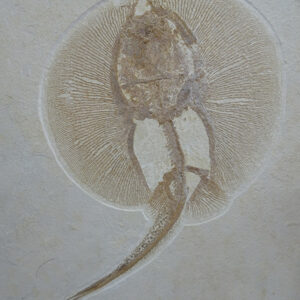Heliobatis radians