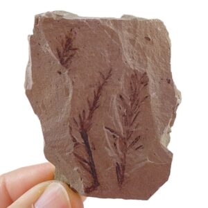 Metasequoia sp.