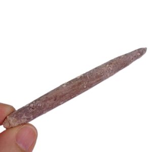 Radiola de Heterocentrotus mamillatus