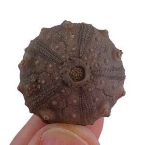 Gymnocidaris atchanensis