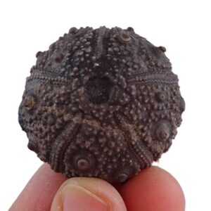 Rolliericidaris boulemanensis