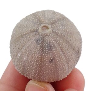 Psephechinnus daguini