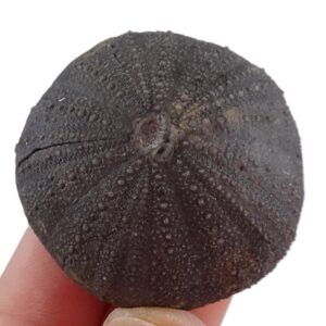 Stomechinus bigranularis