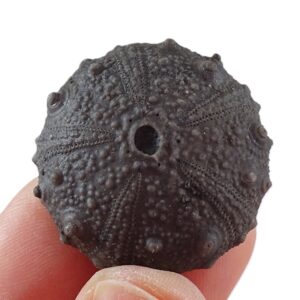 Gymnocidaris pustulosa